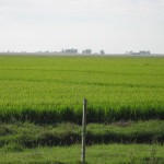 plantacion de arroz-1