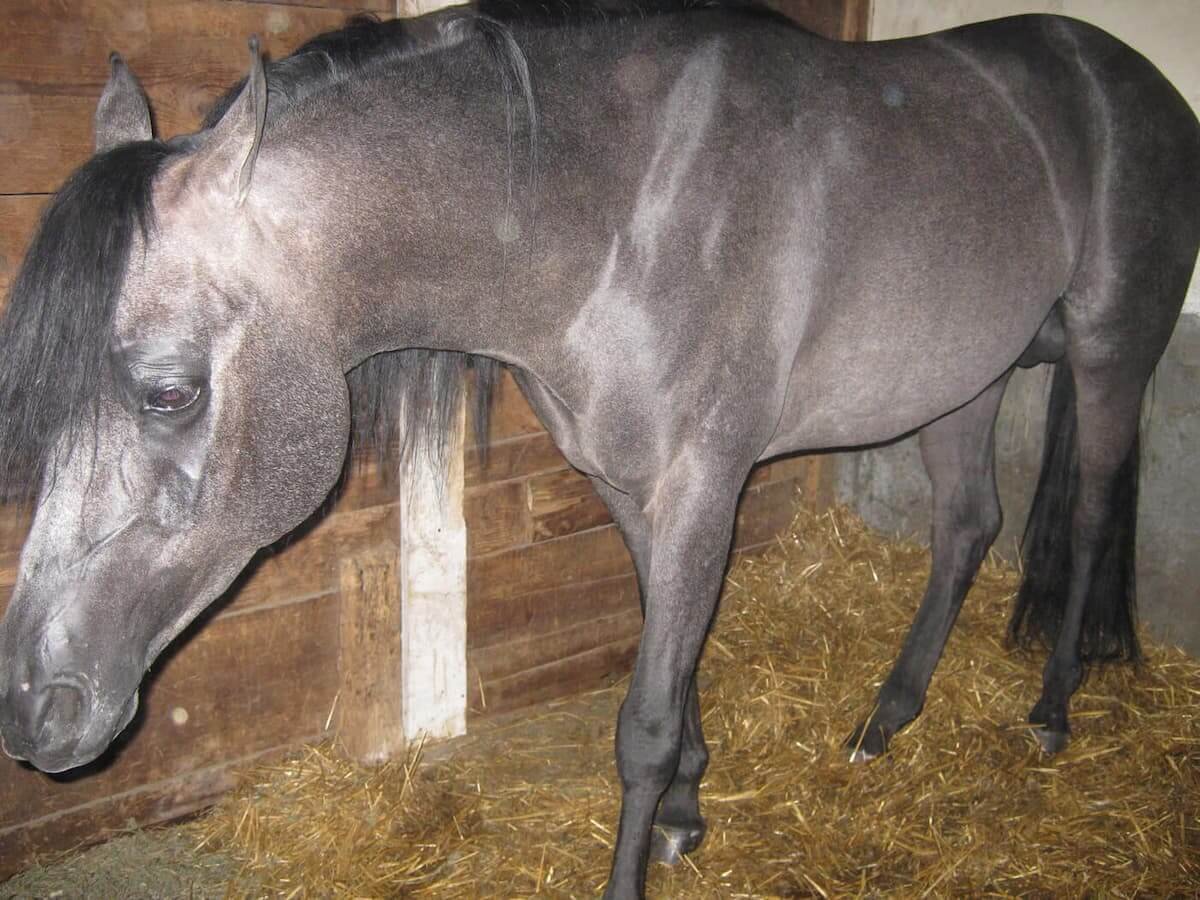 Exhibición de ganado vacuno, ovino y equino