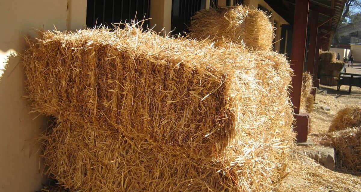 Expo Rural del Prado: Tradición, sabores y cultura Uruguaya